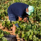 La vendimia ya ha comenzado en la provincia de Ciudad Real La vendimia ya ha comenzado en la provincia de Ciudad Real