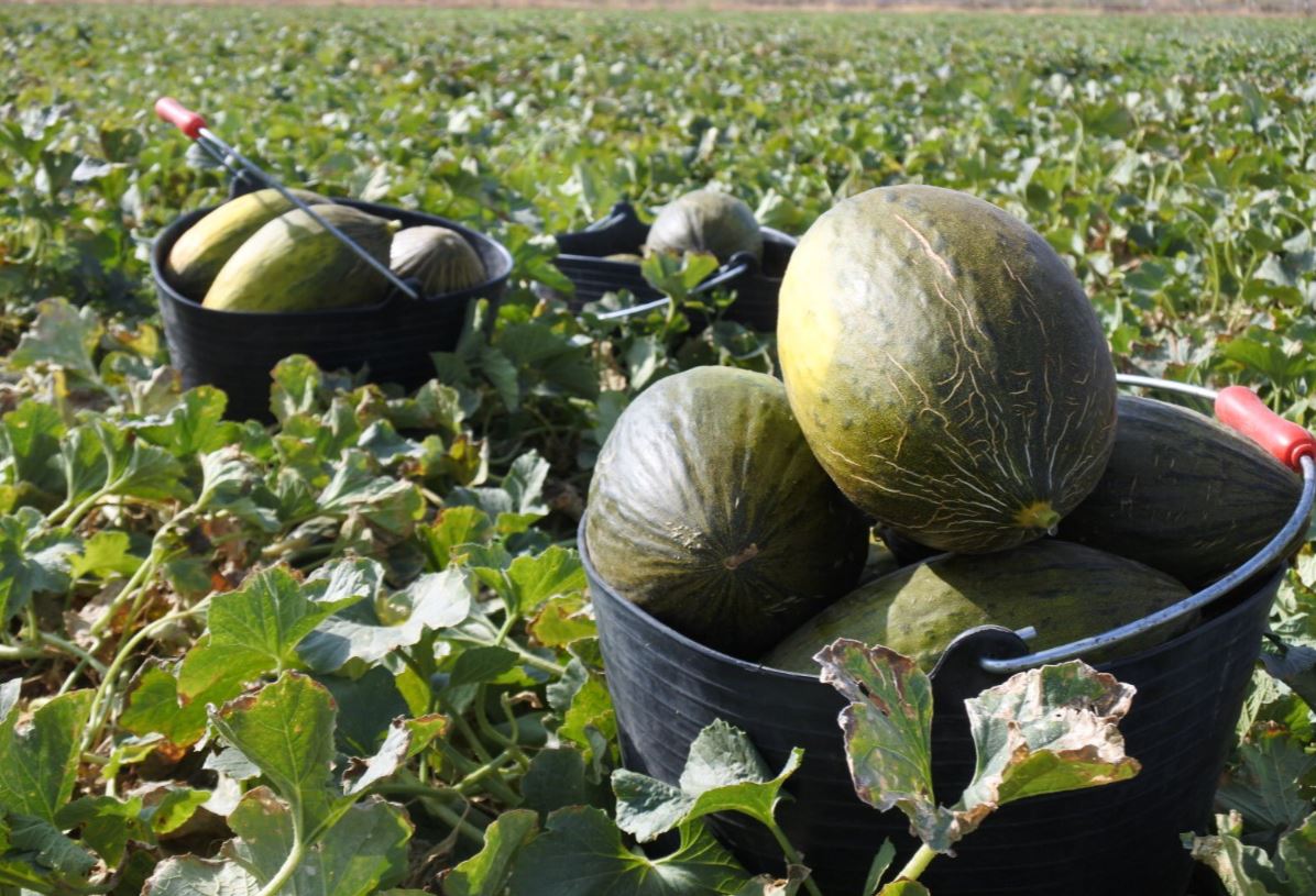 La campaña del melón y la sandía en Castilla-La Mancha retrasa su inicio unos veinte días La campaña del melón y la sandía en Castilla-La Mancha retrasa su inicio unos veinte días