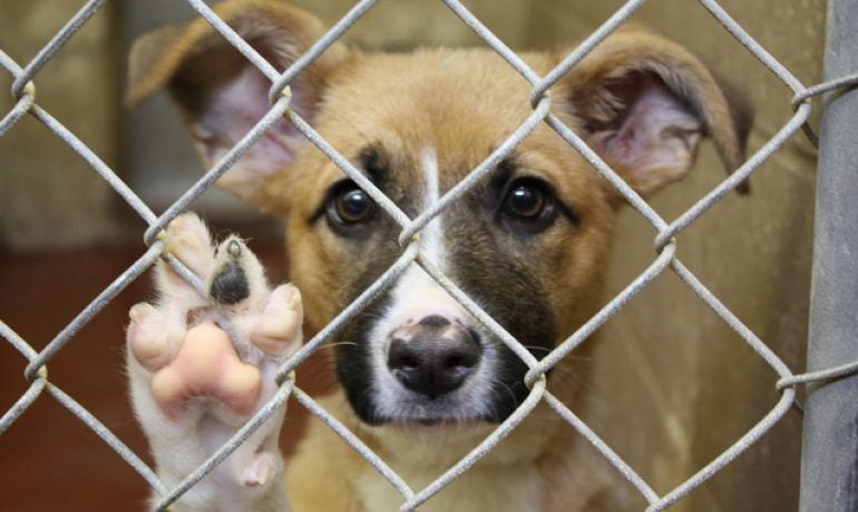 Desciende el abandono de animales y suben las adopciones en 2020 pero 'la estadística está condicionada por la pandemia y no representa un cambio de tendencia' en opinión de Raúl Mérida Desciende el abandono de animales y suben las adopciones en 2020 pero 'la estadística está condicionada por la pandemia y no representa un cambio de tendencia' en opinión de Raúl Mérida