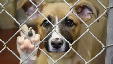 Un perro en un albergue de Animales animales