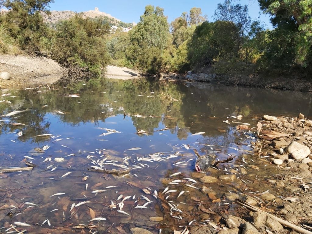 Más de 30 mil peces y cangrejos muertos por vertidos en los ríos de Álava entre 2012 y 2018 Más de 30 mil peces y cangrejos muertos por vertidos en los ríos de Álava entre 2012 y 2018