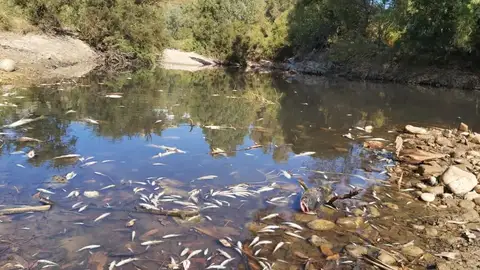 Más de 30 mil peces y cangrejos muertos por vertidos en los ríos de Álava entre 2012 y 2018 Más de 30 mil peces y cangrejos muertos por vertidos en los ríos de Álava entre 2012 y 2018