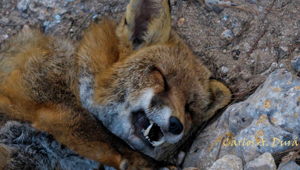 Un ejemplar de zorro abatido por disparos de cazadores en la sierra de Santa Pola. 