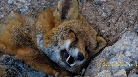 Un ejemplar de zorro abatido por disparos de cazadores en la sierra de Santa Pola. 