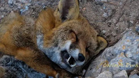 Un ejemplar de zorro abatido por disparos de cazadores en la sierra de Santa Pola. Un ejemplar de zorro abatido por disparos de cazadores en la sierra de Santa Pola.