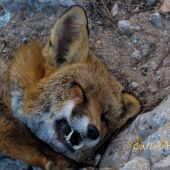 Un ejemplar de zorro abatido por disparos de cazadores en la sierra de Santa Pola. 