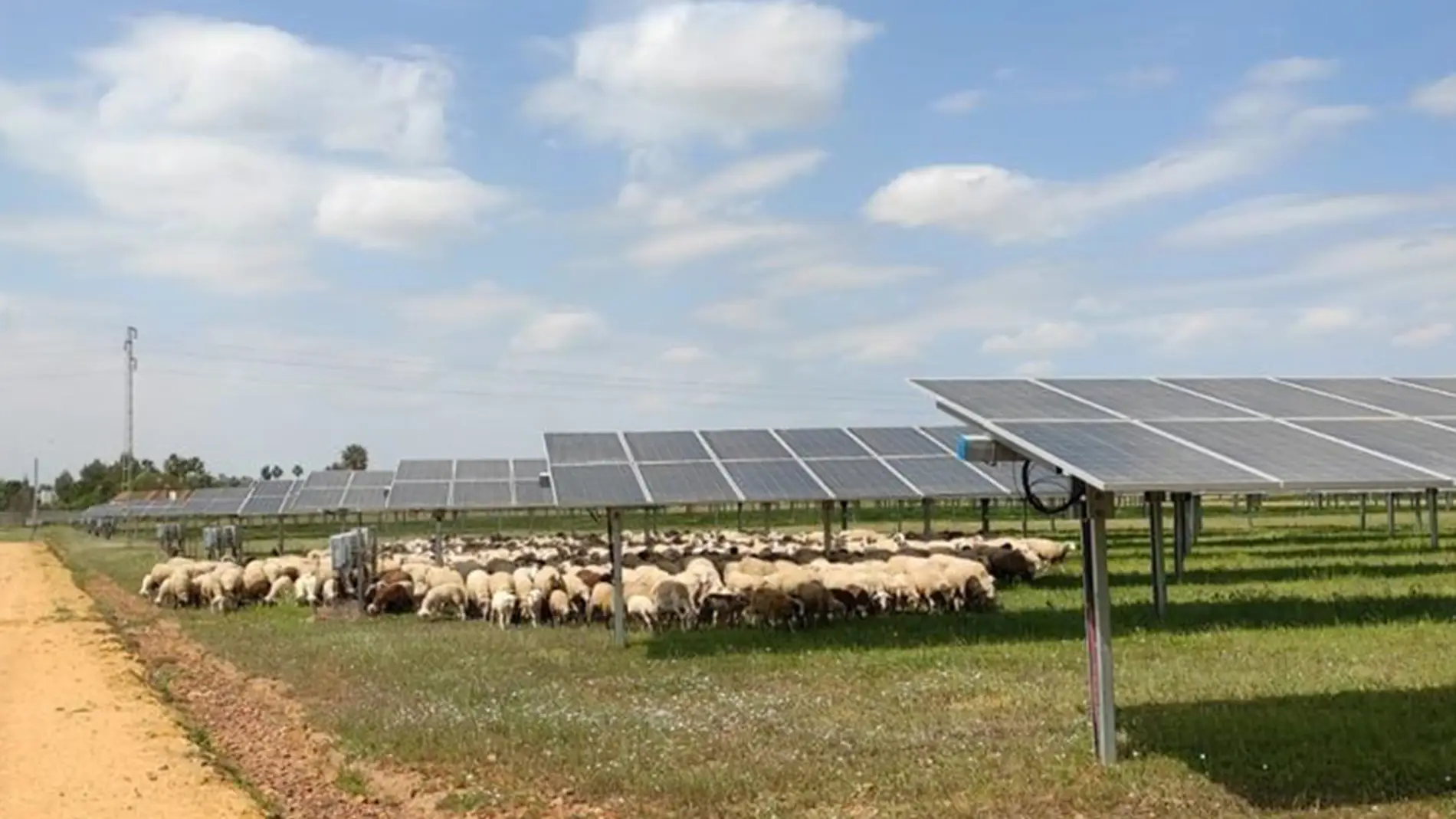 Ingeteam colabora con pastores de ovejas para el mantenimiento sostenible de sus plantas fotovoltaicas