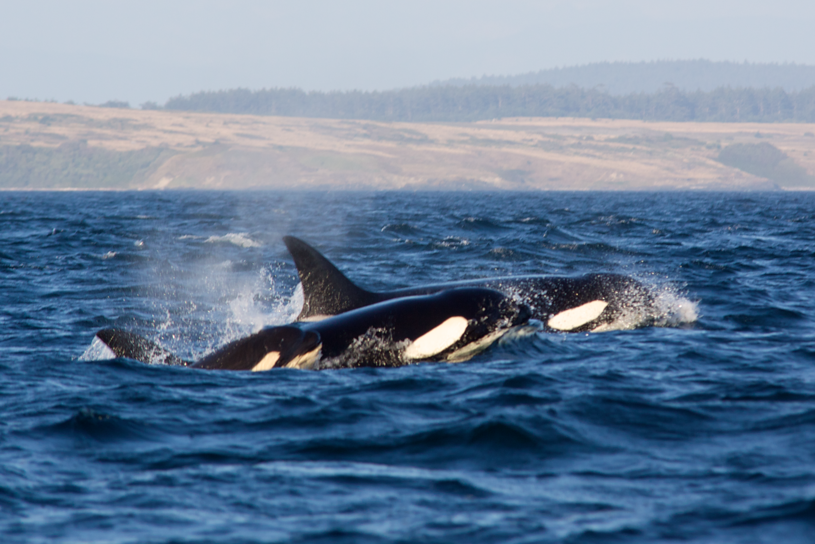 Cuatro orcas atacan un velero hasta volcarlo Cuatro orcas atacan un velero hasta volcarlo