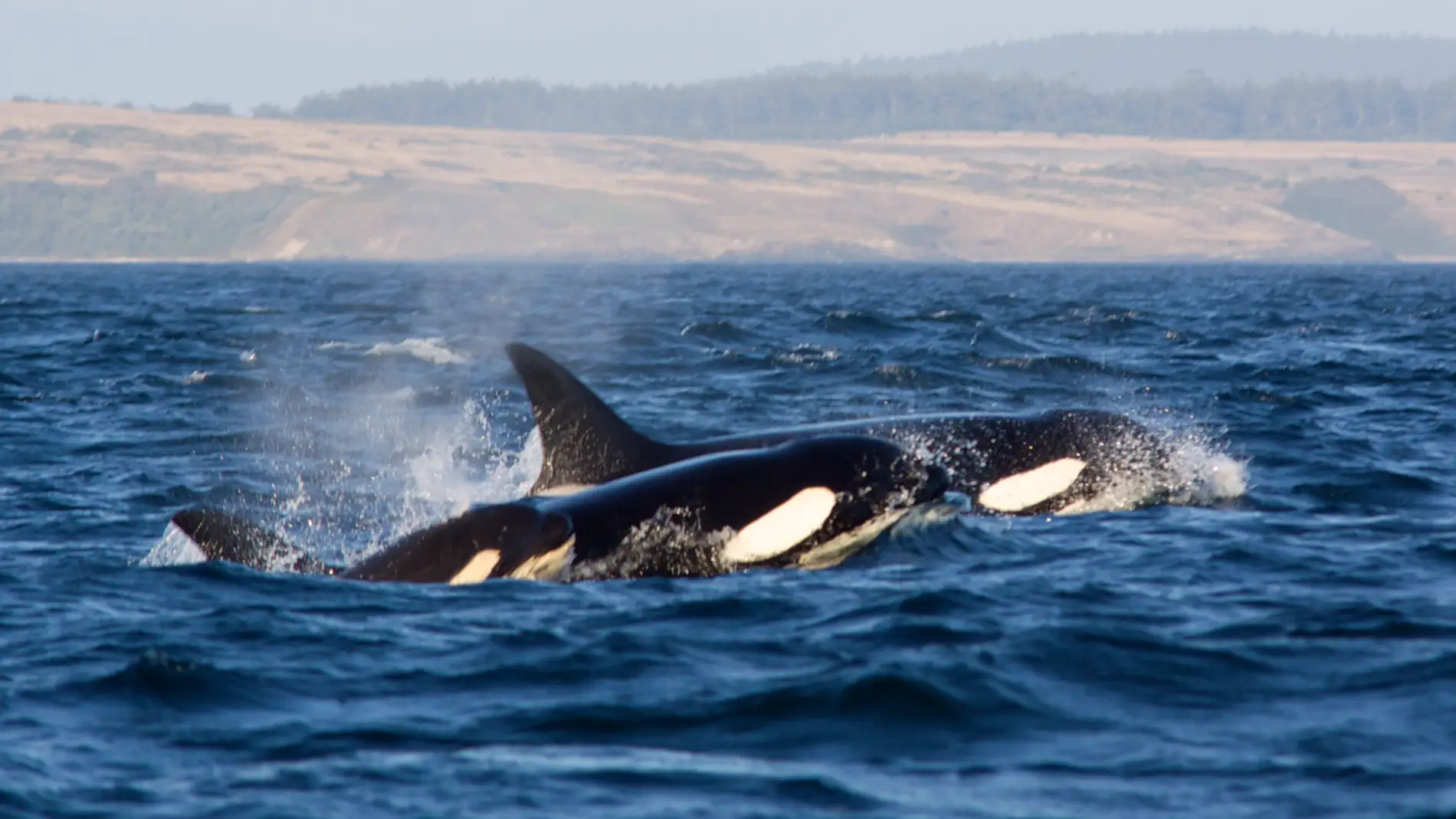 Las orcas atacan cuatro embarcaciones de recreo en el Estrecho