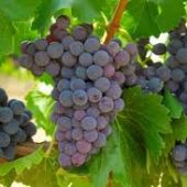 La vendimia en el Somontano prevé recoger 18 millones de kilos de uva