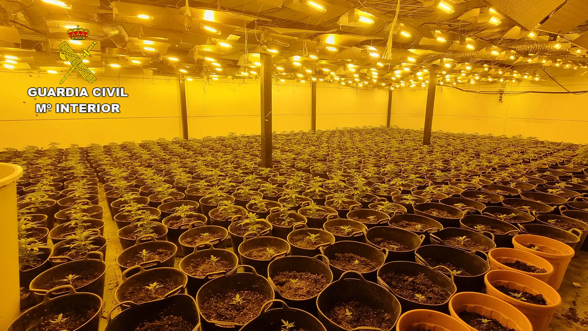 Detenido por cultivar 668 plantas de marihuana en una nave alquilada