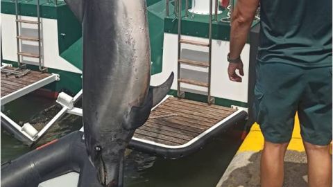 El delf&iacute;n muerto encontrado en la playa de La Marina de Elche.