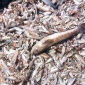 Peces muertos en el Mar Menor