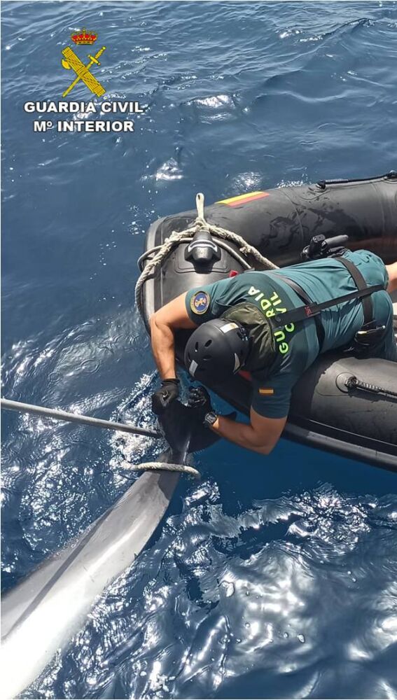Agente de la Guardia Civil recoge el delfín muerto en la playa de La Marina de Elche.