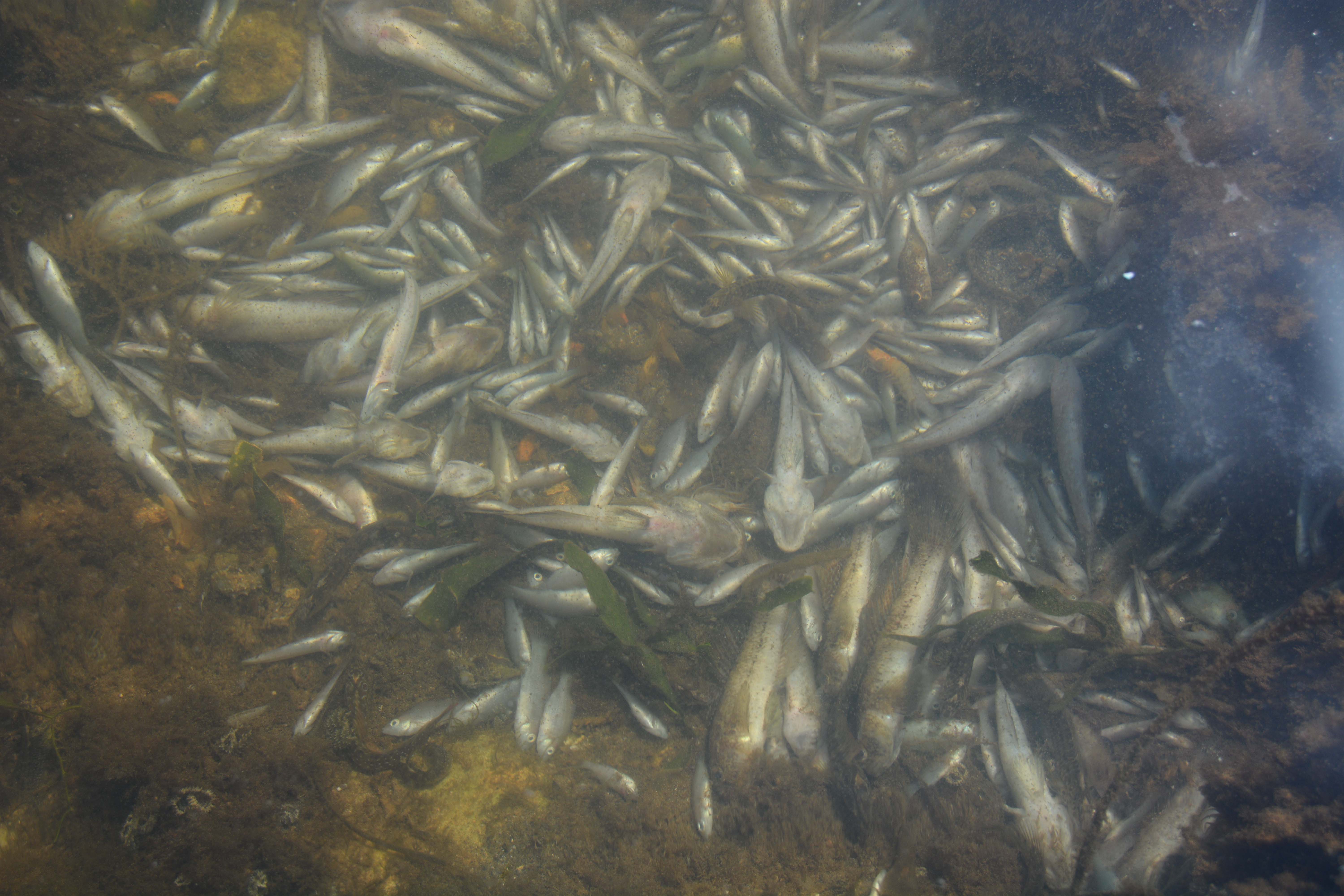 El Gobierno regional confirma niveles bajos de oxígeno en el Mar Menor y no descarta una posible anoxia El Gobierno regional confirma niveles bajos de oxígeno en el Mar Menor y no descarta una posible anoxia