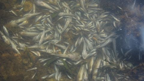 El Gobierno regional confirma niveles bajos de ox&iacute;geno en el Mar Menor y no descarta una posible anoxia