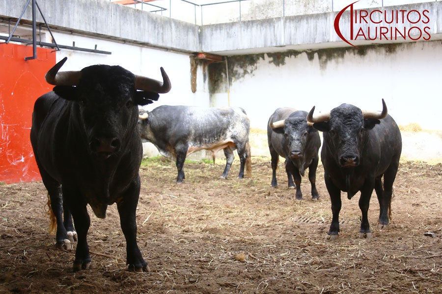 El empresario de la plaza de toros exige a la Alcaldesa "una rectificación" El empresario de la plaza de toros exige a la Alcaldesa "una rectificación"