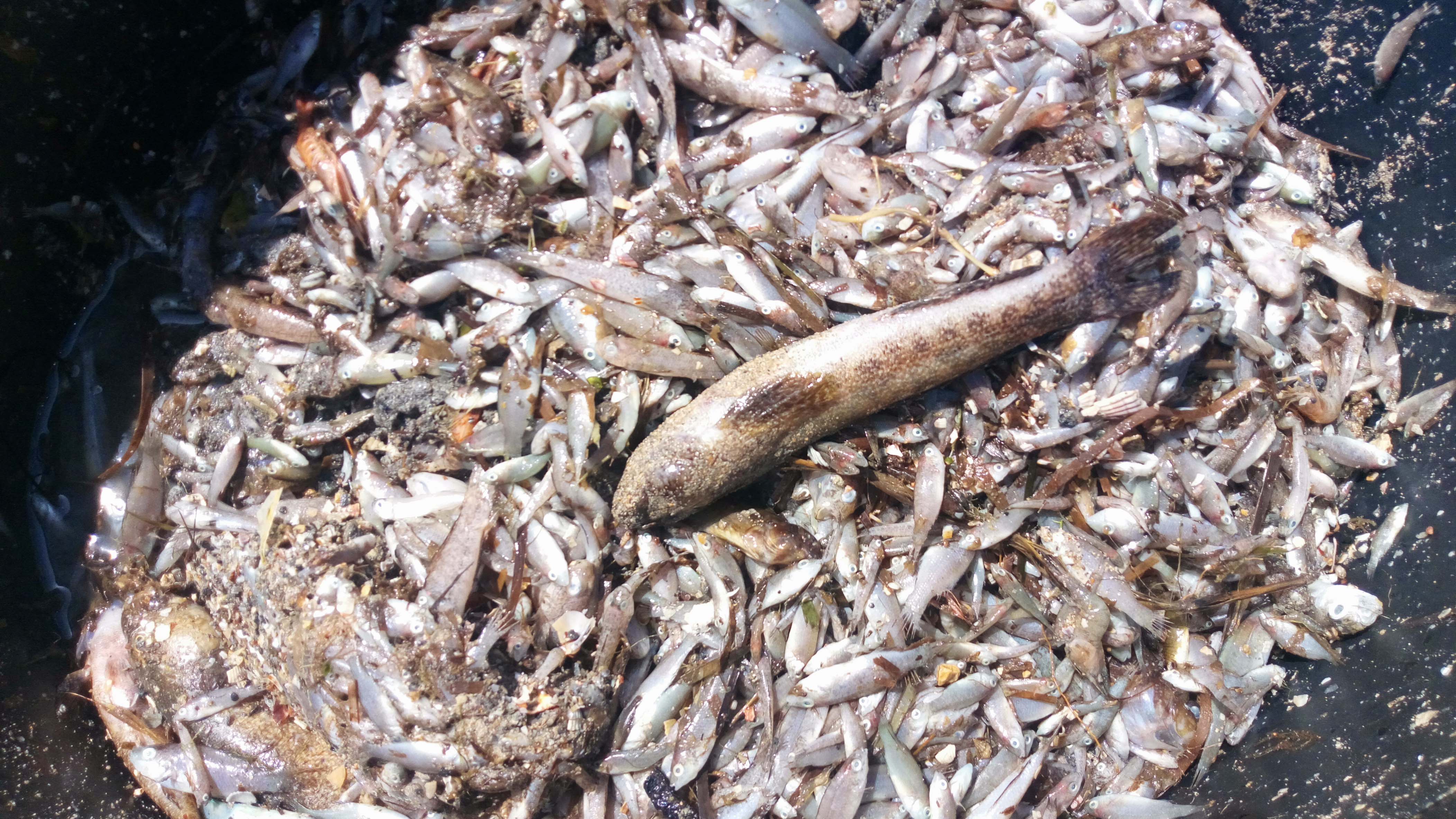 Vuelven a abrir al baño playas cerradas por la acumulación de peces muertos Vuelven a abrir al baño playas cerradas por la acumulación de peces muertos