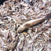 Cierre de 8 playas por la acumulación de peces muertos
