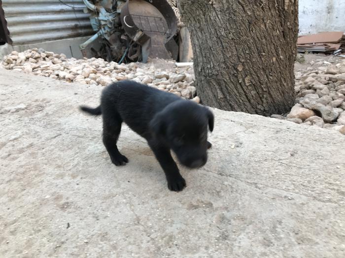 Aumentan los abandonos de animales durante el verano Aumentan los abandonos de animales durante el verano