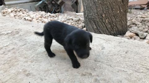 Las protectoras piden concienciar a la poblaci&oacute;n para evitar el abandono de animales de compa&ntilde;&iacute;a.