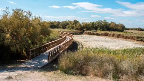 El parque de las Tablas de Daimiel está prácticamente seco El parque de las Tablas de Daimiel está prácticamente seco