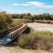 El parque de las Tablas de Daimiel está prácticamente seco El parque de las Tablas de Daimiel está prácticamente seco