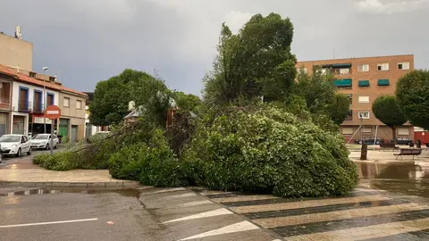 La tormenta ha ocasionado el derribo de algún árbol en Alcázar de San Juan La tormenta ha ocasionado el derribo de algún árbol en Alcázar de San Juan