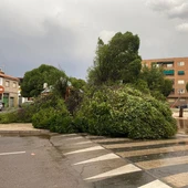 La tormenta ha ocasionado el derribo de algún árbol en Alcázar de San Juan La tormenta ha ocasionado el derribo de algún árbol en Alcázar de San Juan