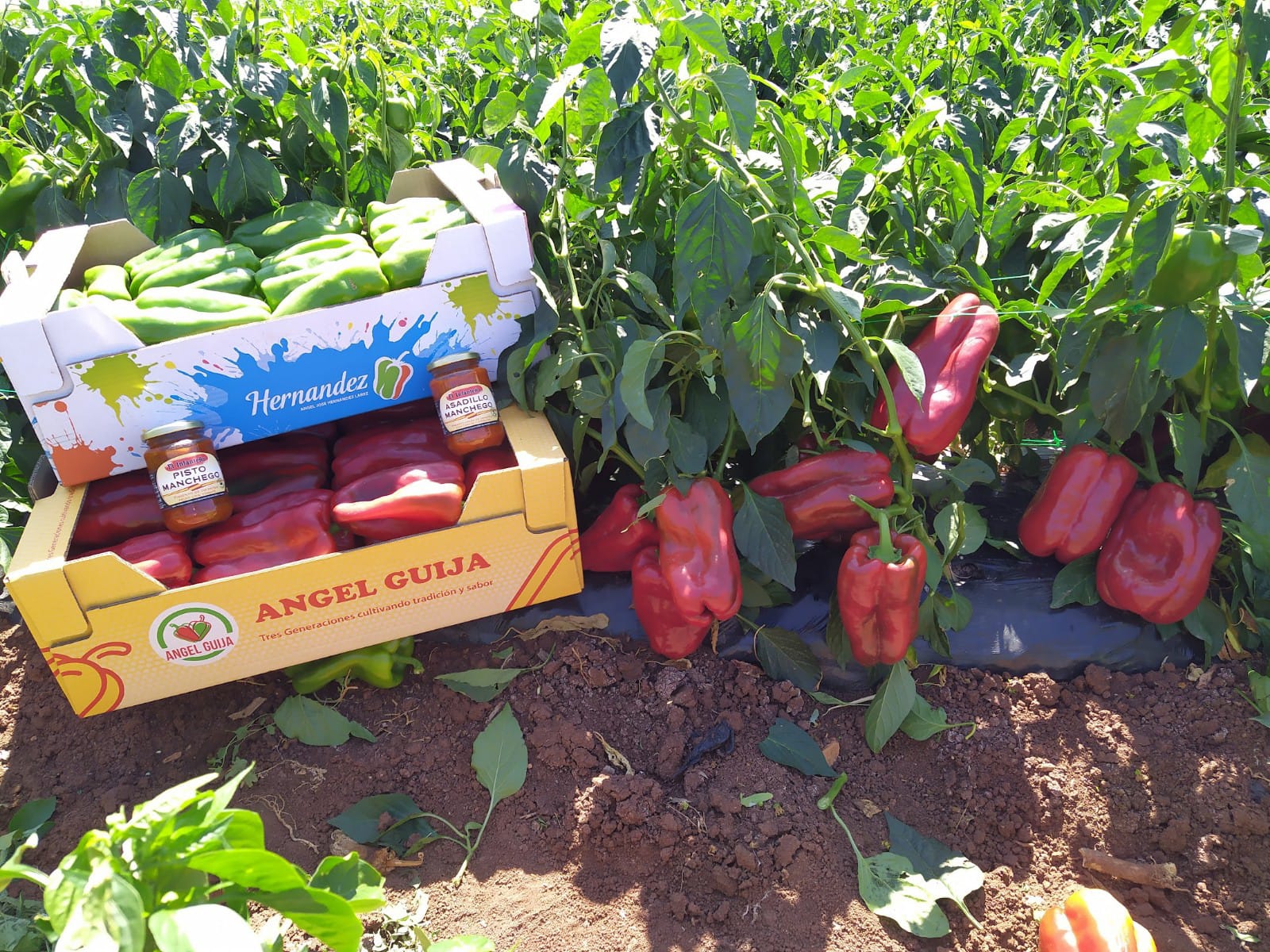 En marcha la recolección del pimiento en Villanueva de los Infantes En marcha la recolección del pimiento en Villanueva de los Infantes