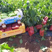 Pimiento 'lamuyo'. AgroHernández, Villanueva de los Infantes Pimiento 'lamuyo'. AgroHernández, Villanueva de los Infantes