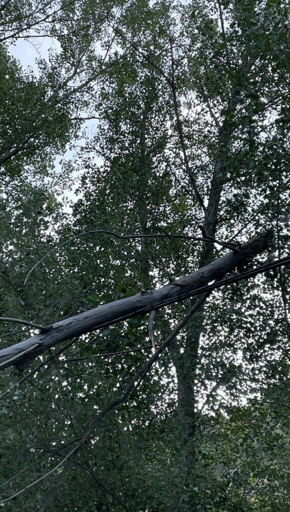 Rama de árbol sobre el carril bici en la ruta turística, este miércoles 