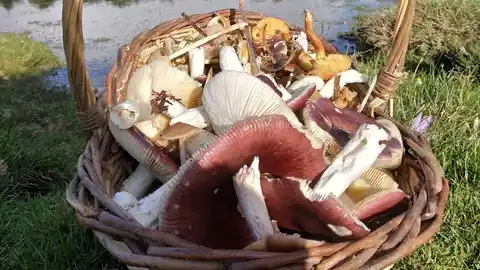 Boal apura la Ordenanza de setas y hongos que pueda estar para esta temporada. Boal apura la Ordenanza de setas y hongos que pueda estar para esta temporada.