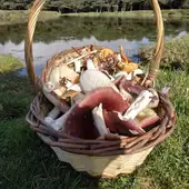 Boal apura la Ordenanza de setas y hongos que pueda estar para esta temporada. Boal apura la Ordenanza de setas y hongos que pueda estar para esta temporada.
