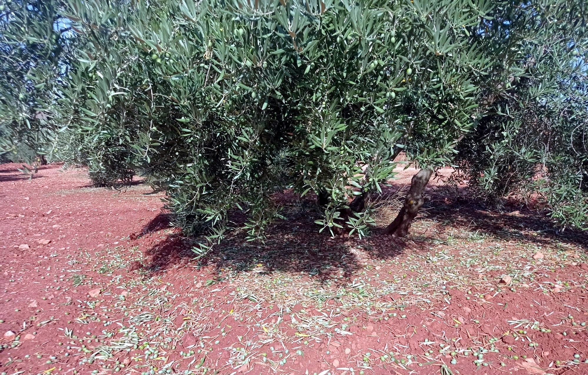 + Pasión con Montes Norte + Pasión con Montes Norte