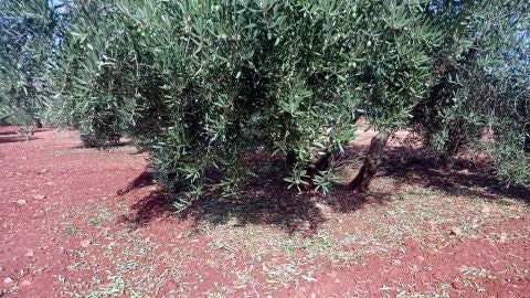 Olivar da&ntilde;ado por la tormenta en Terrinches