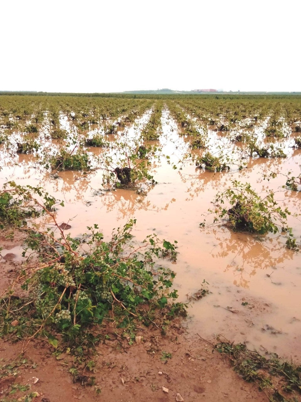 Iniesta cifra en 20 millones de euros los daños por el paso de DANA Iniesta cifra en 20 millones de euros los daños por el paso de DANA