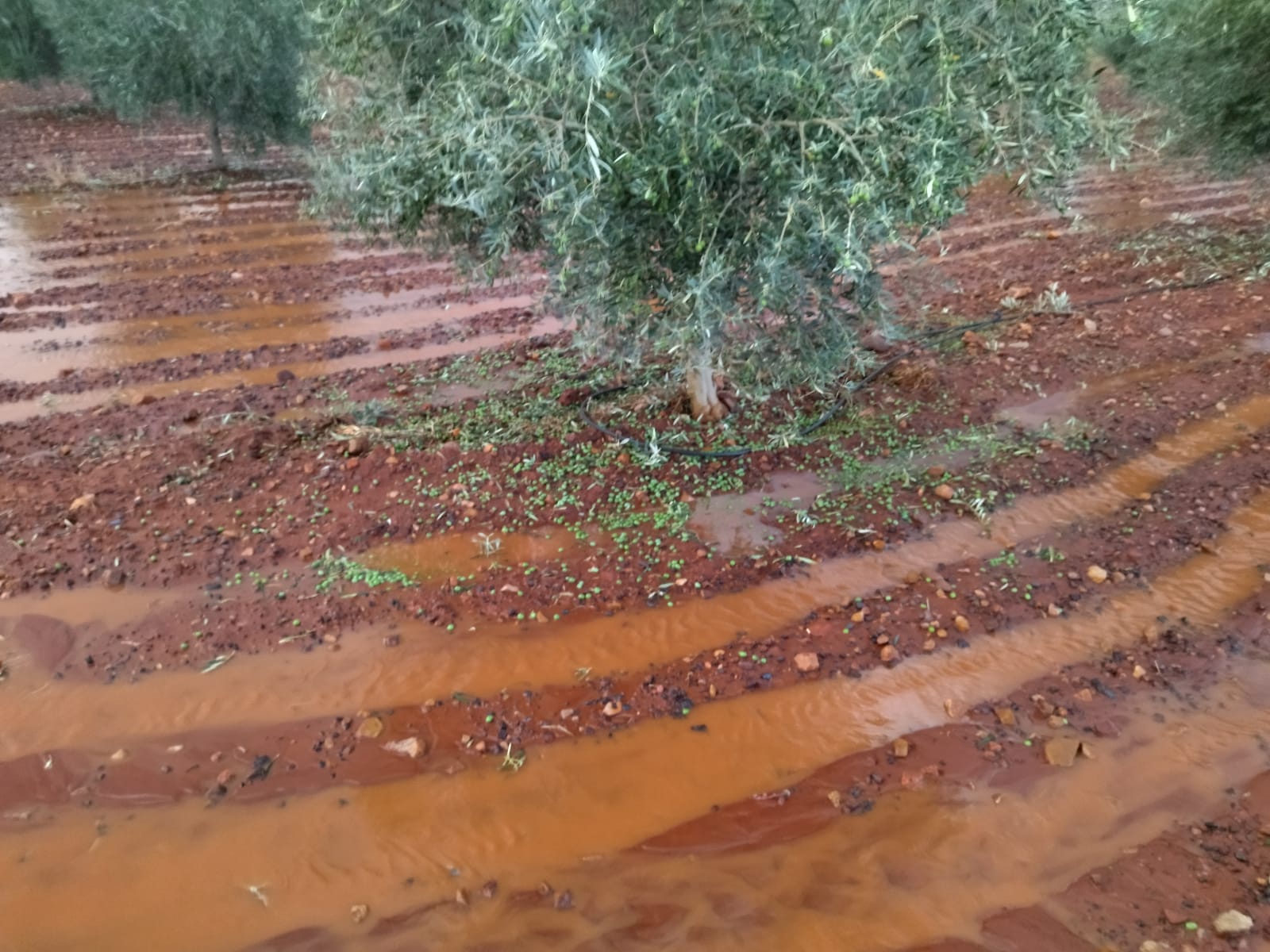 Florencio Rodríguez se reúne con otros representantes de ASAJA para evaluar los daños del granizo a diversos cultivos Florencio Rodríguez se reúne con otros representantes de ASAJA para evaluar los daños del granizo a diversos cultivos