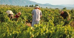 Se mantiene activo el dispositivo de vendimia en Valdepeñas Se mantiene activo el dispositivo de vendimia en Valdepeñas