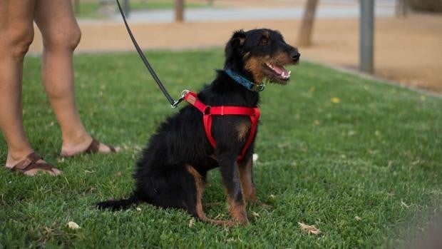 Pablo, el perro que ha recorrido casi 400 km para volver a casa tras haberse perdido durante las vacaciones de sus dueños Pablo, el perro que ha recorrido casi 400 km para volver a casa tras haberse perdido durante las vacaciones de sus dueños