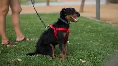 Un perro vuelve a casa tras perderse Un perro vuelve a casa tras perderse
