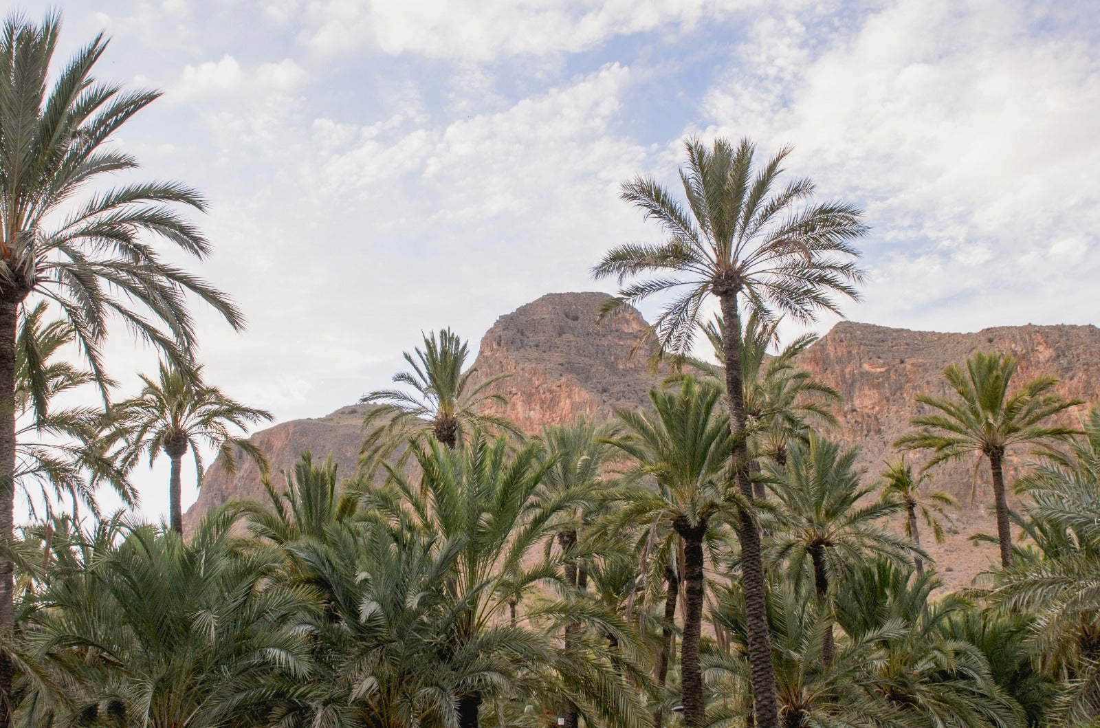 Entra en vigor la Ordenanza Municipal de Fomento y Protección de la Palmera Datilera del Ayuntamiento de Orihuela Entra en vigor la Ordenanza Municipal de Fomento y Protección de la Palmera Datilera del Ayuntamiento de Orihuela