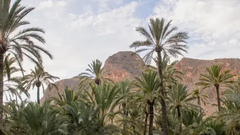 Entra en vigor la Ordenanza Municipal de Fomento y Protección de la Palmera Datilera del Ayuntamiento de Orihuela palmeral