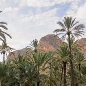 Entra en vigor la Ordenanza Municipal de Fomento y Protección de la Palmera Datilera del Ayuntamiento de Orihuela 