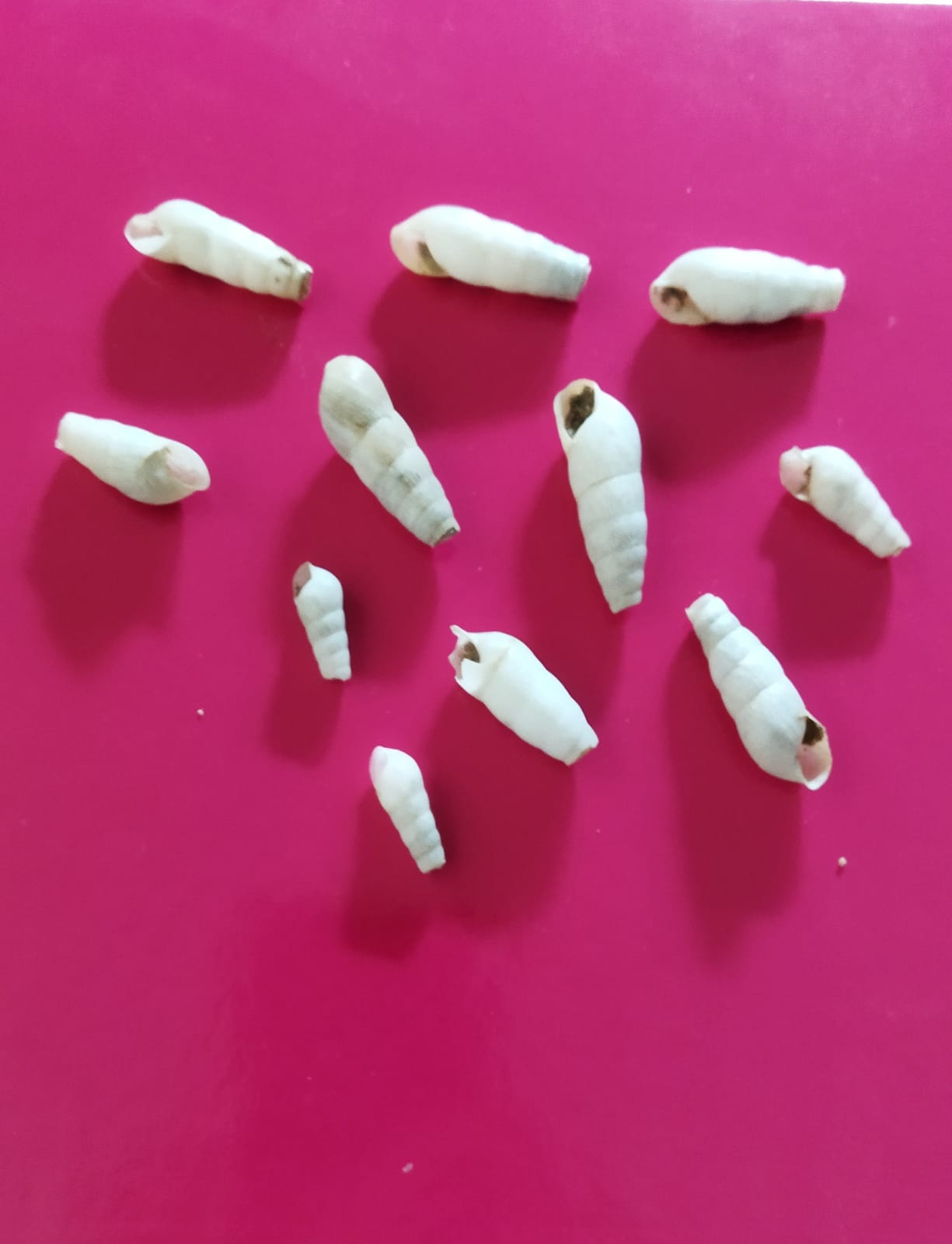 Grandes secretos de la biología: ¿qué hacen estas conchas en un camino de tierra de Chinchón? Grandes secretos de la biología: ¿qué hacen estas conchas en un camino de tierra de Chinchón?