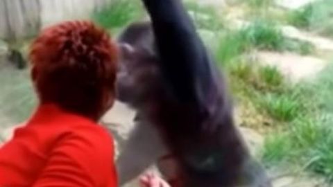 Adie con el chimpanc&eacute; Chita