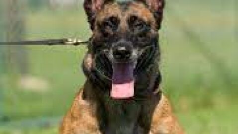 Muere un ni&ntilde;o de cinco a&ntilde;os tras el ataque de un perro en C&oacute;rdoba