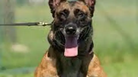 Muere un niño de cinco años tras el ataque de un perro en Córdoba Muere un niño de cinco años tras el ataque de un perro en Córdoba