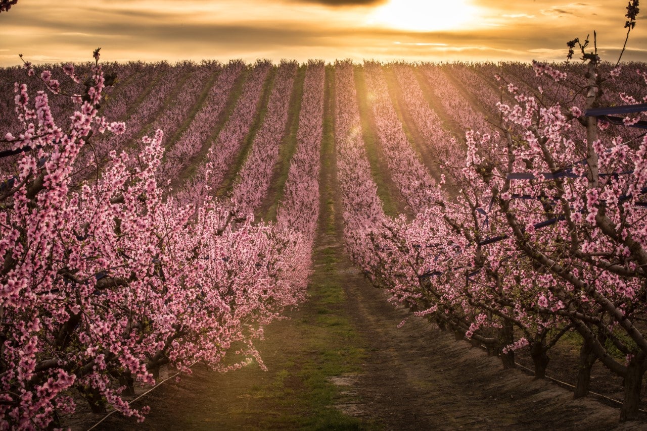 10 anys de Fruiturisme, un projecte de poble que posa en valor el paisatge d'Aitona 10 anys de Fruiturisme, un projecte de poble que posa en valor el paisatge d'Aitona