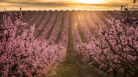 Fruturisme Aitona DdelVal